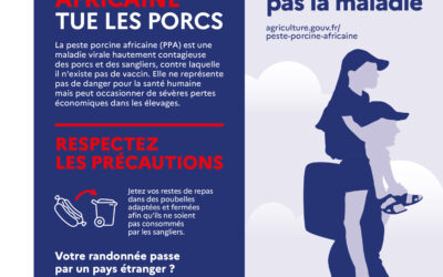 Attention à la propagation de la peste porcine